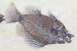 Two Cockerellites (Priscacara) Fossil Fish - Wyoming #78631-2